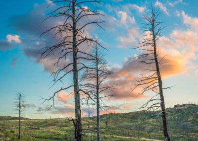 Photos of Burnt Trees at Cheesman Reservoir - Sunset in Deckers Colorado