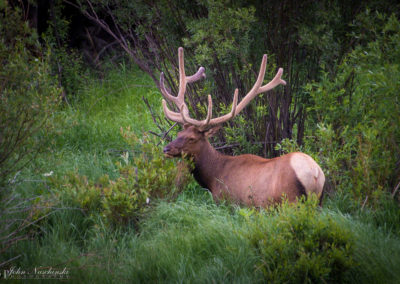 Large Elk at Rocky Mountain National Park