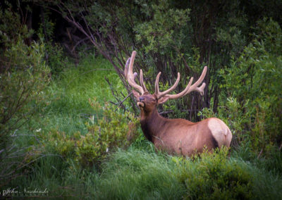 Elk at Rocky Mountain National Park