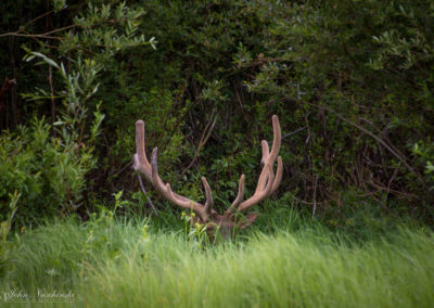 Elk in Hiding at Rocky Mountain National Park