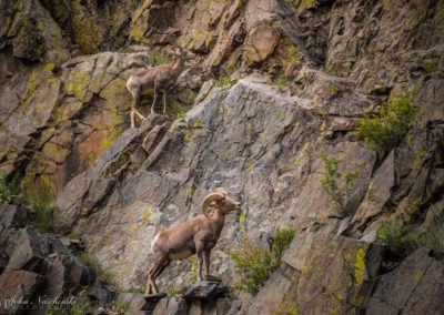 Bighorn Sheep on Cliff