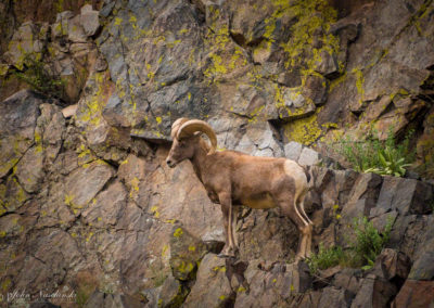 Male Bighorn Ram on Cliff