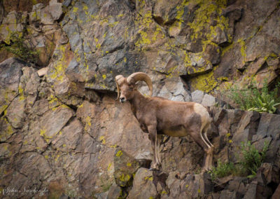 Rocky Mountain Bighorn Ram