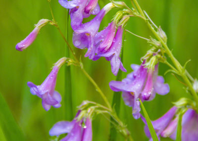 Slender Penstemon Flowers – Penstemon gracilis - Photo 02