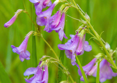 Slender Penstemon Flowers – Penstemon gracilis - Photo 01