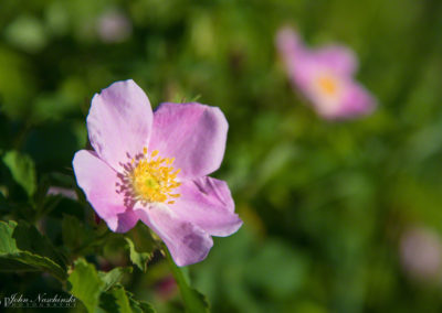Wild Rose Flower – Rosa woodsii