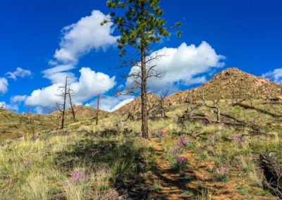 Photos of Burnt Trees & Lupine at Cheesman Reservoir in Deckers Colorado 04