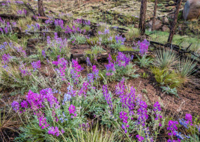 Photos of Burnt Trees & Lupine at Cheesman Reservoir in Deckers Colorado 02