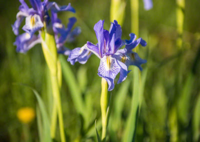 Wild Iris – Iris missouriensis - Photo 1
