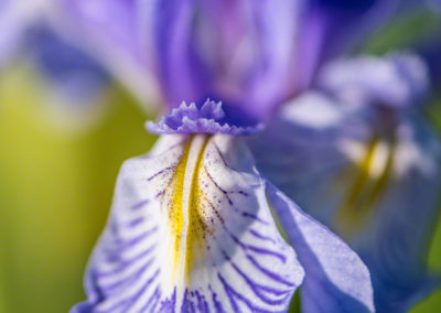 Wild Iris – Iris missouriensis - Photo 2