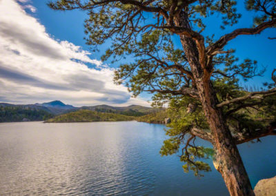 Photo of Tree at Cheesman Reservoir Sunrise in Deckers Colorado