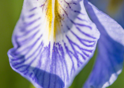 Wild Iris – Iris missouriensis - Photo 3