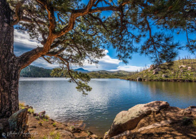 Photo of Tree at Cheesman Reservoir - Late Sunrise in Deckers Colorado