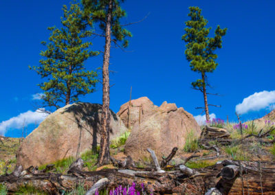 Photos of Burnt Trees & Lupine at Cheesman Reservoir in Deckers Colorado 01