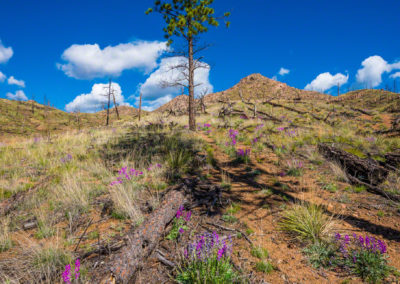Photos of Burnt Trees & Lupine at Cheesman Reservoir in Deckers Colorado 03