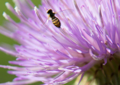 Wavy-Leafed Thistle – Cirsium undulatum - Photo 08