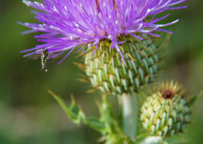 Wavy-Leafed Thistle – Cirsium undulatum - Photo 07