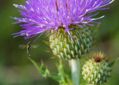 Wavy-Leafed Thistle – Cirsium undulatum - Photo 06