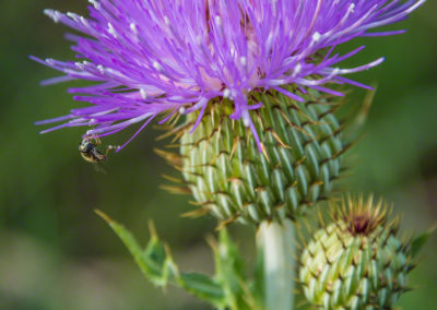 Wavy-Leafed Thistle – Cirsium undulatum - Photo 05