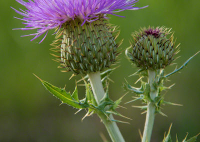 Wavy-Leafed Thistle – Cirsium undulatum - Photo 04