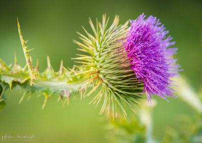 Colorado Scotch Thistle – Onopordum acanthium