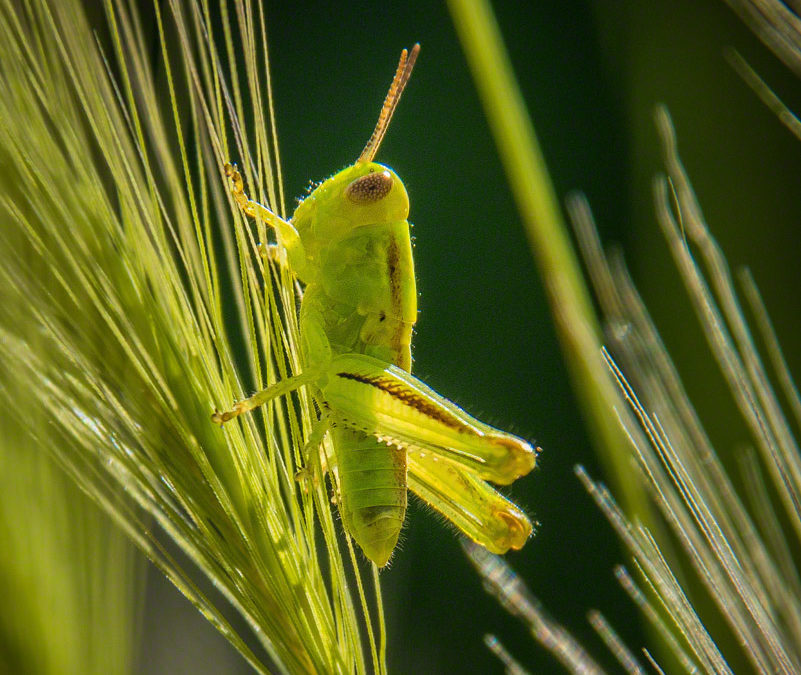 Photos of Colorado Grasses Leaves Foliage