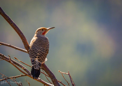 Colorado Gilded Flicker at Rocky Mountain National Park 01