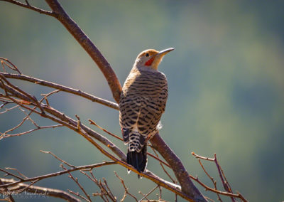 Colorado Gilded Flicker at Rocky Mountain National Park 02