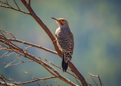 Colorado Gilded Flicker at Rocky Mountain National Park 03