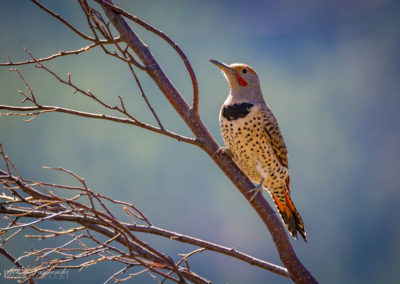 Colorado Gilded Flicker at Rocky Mountain National Park 04