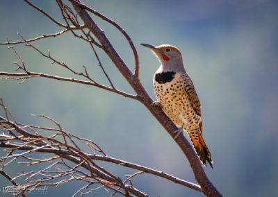 Colorado Gilded Flicker at Rocky Mountain National Park 05