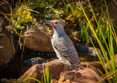 Colorado Gilded Flicker at Rocky Mountain National Park 06