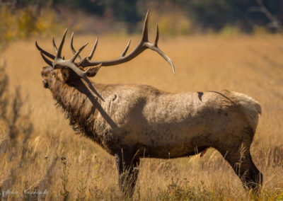 Bull Elk Bugling at Rocky Mountain National Park
