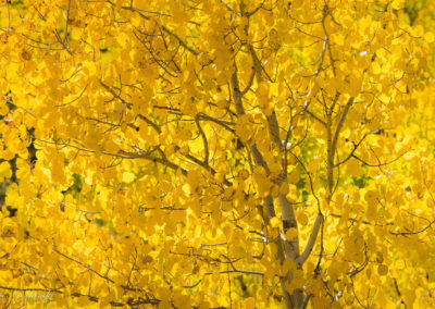 Colorado Golden Aspen Tree