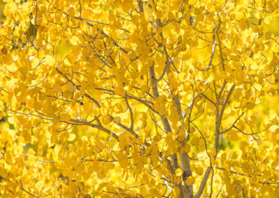 Colorado Golden Fall Colors - Aspen Tree