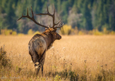 Bull Elk at Rocky Mountain National Park