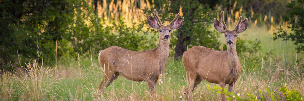 Castle Rock Colorado Mule Deer Photo