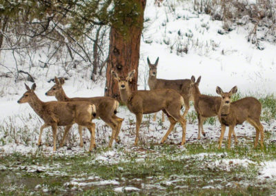 Castle Rock Colorado Mule Deer Winter Photo 18