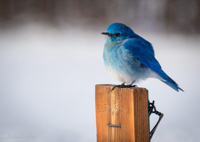 Castle Rock Colorado Mountain Bluebird 02