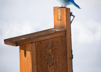 Castle Rock Colorado Mountain Bluebird 03