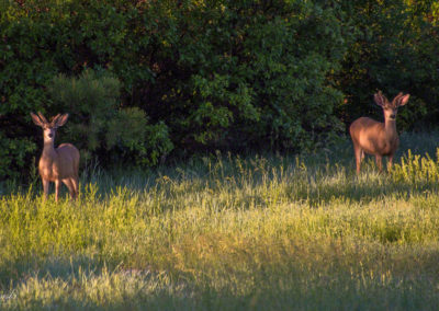 Castle Rock Colorado Mule Deer Photo 03