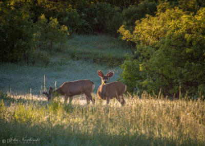 Castle Rock Colorado Mule Deer Photo 04