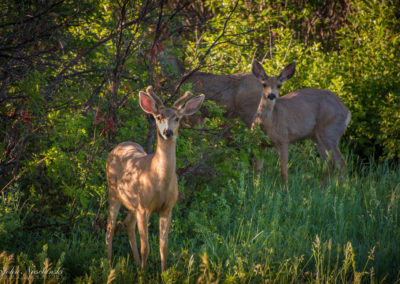 Castle Rock Colorado Mule Deer Photo 05