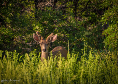 Castle Rock Colorado Mule Deer Photo 06