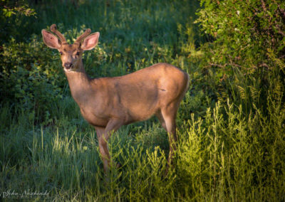 Castle Rock Colorado Mule Deer Photo 07