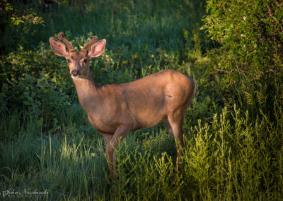 Castle Rock Colorado Mule Deer Photo 08