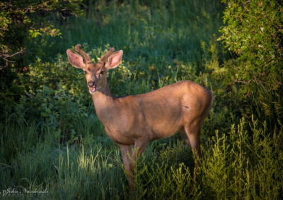 Castle Rock Colorado Mule Deer Photo 09