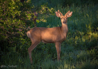 Castle Rock Colorado Mule Deer Photo 10