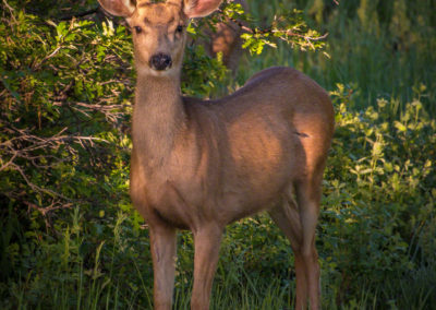 Castle Rock Colorado Mule Deer Photo 11