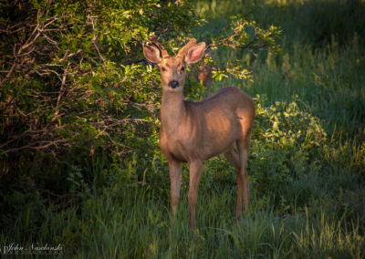 Castle Rock Colorado Mule Deer Photo 12